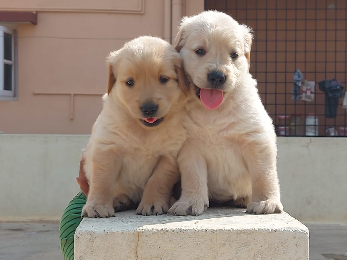 Golden Retriever